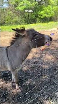 Slow and lazy Friday ❤️ #donkey #happy #petsoftiktok #joy #squeakytoy 100