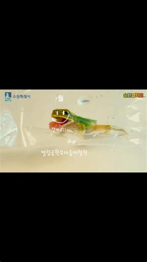 [수원특례시] 열림공원유아숲체험원 7월 “거미선생님과 청개구리군의 위험한 동거”