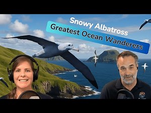 Snowy Albatross: The Greatest Ocean Wanderer on Earth