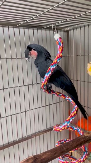Palm cockatoo 🖤❤️ #Palmcockatoo #birdlife #birdwatchingphotography #birdphotography #birdwatching #naturelovers #naturephotography #wildlifephotography #wildlife | Birds Love