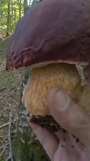 Pirineo Catalan#mushroom #boletus #pinicola#catalunya