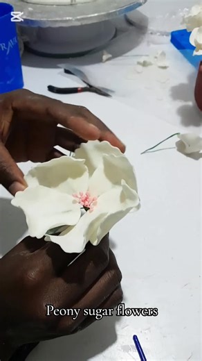 Making peony sugar flowers #sugarflowers #CakesByPami #CakeDecorating #CakeDesign #BakerTok #CakeArt #BakingTrends #EdibleArt #CakesOfTikTok #CakeInspo #SweetCreations #BentoCake #CakeLover #CustomCakes #CakeGoals #CakesByPami #DecoratingMagic #SmallBusinessLove #BirthdayCakes #BakingFromHome #CakeBoss #TikTokBaker #NairobiBaker #KenyanBaker #KenyanSmallBusiness #MadeInKenya #Cakes254 #KenyaCakes