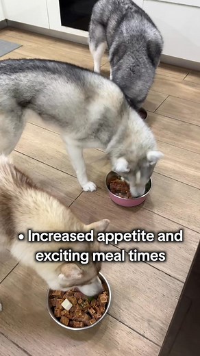 Raw Food Diet 5-Month Review 🥩 | Huskyteers TV