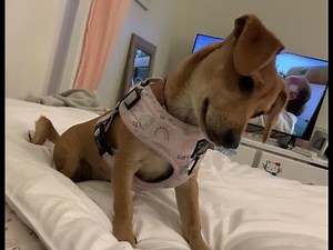 Chiweenie puppy reacts to “sounds that will make your dog tilt their head” video