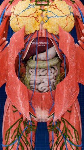 Smart Doctor on Instagram: "Female Anatomy: The Immense Secrets Within ✨ . . The human heart is a vital organ that pumps blood throughout the body, supplying oxygen and nutrients while removing carbon dioxide and waste products. Here are some key points about the human heart: Anatomy: The heart has four chambers: two upper atria and two lower ventricles. The right side pumps deoxygenated blood to the lungs, while the left side pumps oxygenated blood to the rest of the body. Valves: There are fou