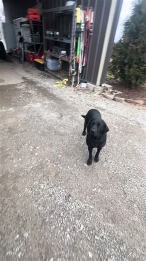 Bust-A-Duck Guide Service (@bustaduck.guide.s)’s videos with Hysteria - yourmusic4ever💯