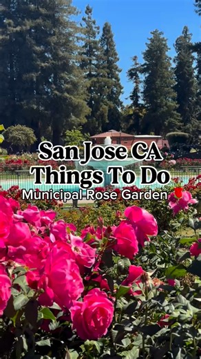Alyssa & Elijah | Honest Travel Experiences on Instagram: "One of our favorite things to do in San Jose, CA is visiting the San Jose Municipal Rose Garden 🌹 This beautiful park is perfect for a picnic, taking photos, or just slowing down and enjoying one of the best free spots in the city. If you’re looking for free things to do in San Jose or easy Bay Area activities, this one is a must. Save this spot for your next San Jose day! Have you been to the Rose Garden?? 💐 #sanjosecalifornia #sanjos