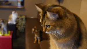 Learn more about Japan's cat culture here! 🐈 Source: MVP Black | Ikeda Spa