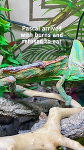 Good morning from Pascal the veiled chameleon who has come such a long way since arriving with a terribly burned back. He was scared, burnt and wouldn’t eat but now look at him! ❤️ | Our Amazing Animal World