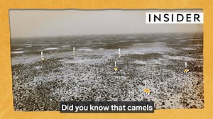Find out what's inside a camel hump. | Insider Science