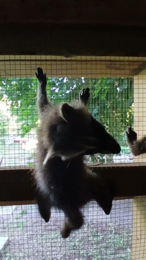 Baby Raccoons Climbing Everywhere! 🦝❤️ | Wildlife Rehabilitation Volunteer Day