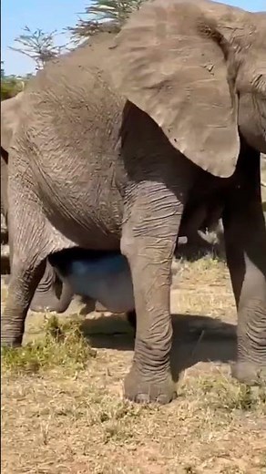 Elephant giving birth