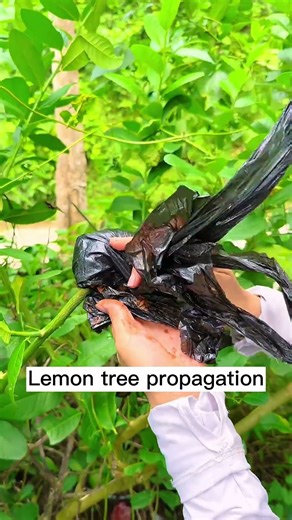 Lemon tree propagation 0710 #shorts #plantingtips