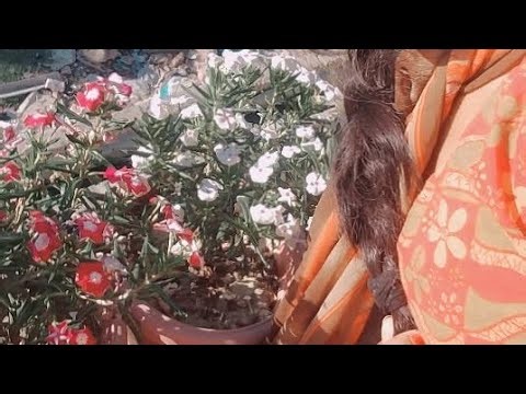 Fun with Priyanshi Rathore is live Navratri special happiest mein sabhi Ko 🤗