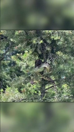Python Attacks a Squirrel Nest in the Tree!