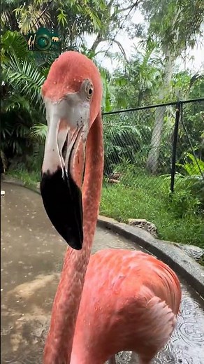 The Fascinating World of Flamingos: Nature's Pink Marvels