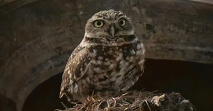 California wildlife officials race to help western burrowing owl deemed in trouble