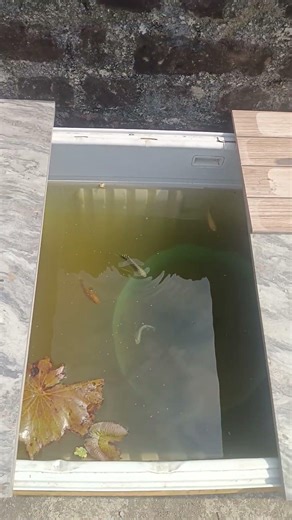 fridge box தாமரை pond setup update fish tank gourami guppy #shortvideo #tamil #fyp #viral #guppyfish