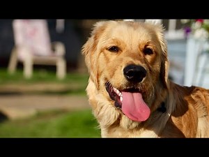 How to tell when your dog is having a heat stroke