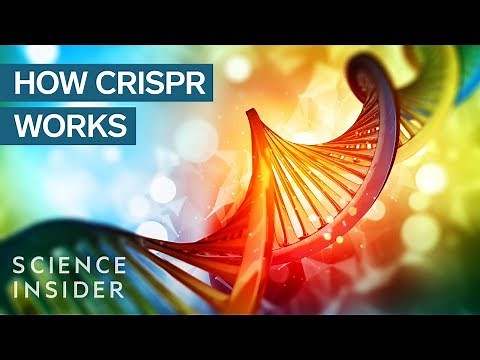 GM Human Embryos Won't Create Designer Babies