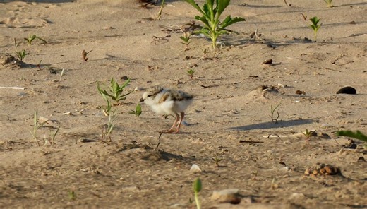 Chicagoans have voted, and the newest piping plover chicks have new names