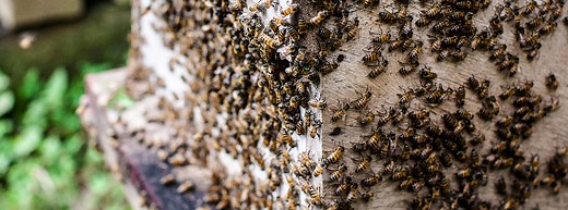 Messages - Journée mondiale de l'environnement | Nations Unies