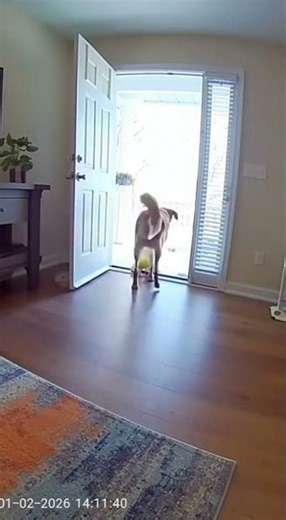 Dog Blocks Baby From Escaping Through Open Door