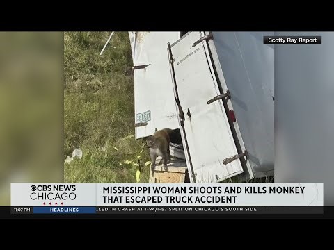 Escaped monkey shot and killed by woman in Mississippi