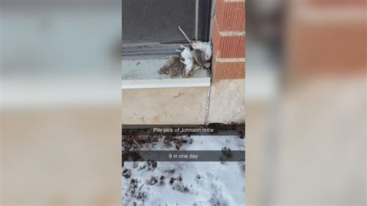 NDSU responds to mice complaints in dorm rooms