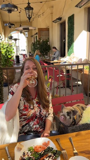 Sy the Surfing Pig on Instagram: "🐷❤️ After two months of intense home training, our little culinary superstar has officially strutted into the restaurant scene! 🍽️✨ From kitchen trials to gourmet dreams, he’s taken all that practice to fine dining! #minipig"