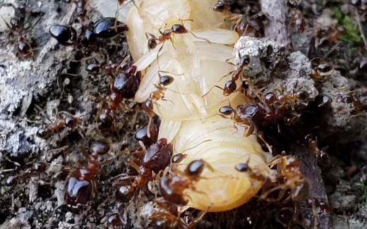 广大头蚁啃咬黄粉虫蛹