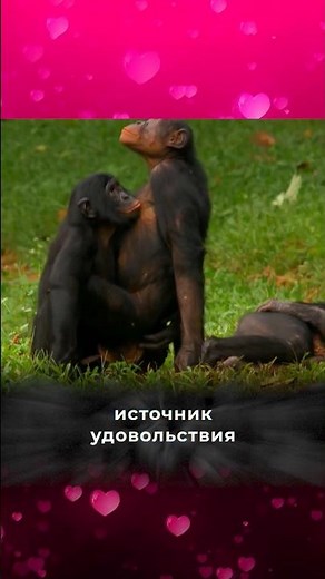 The pleasure of mating🙊 #animals #fact #bonobos #monkeys #mammals