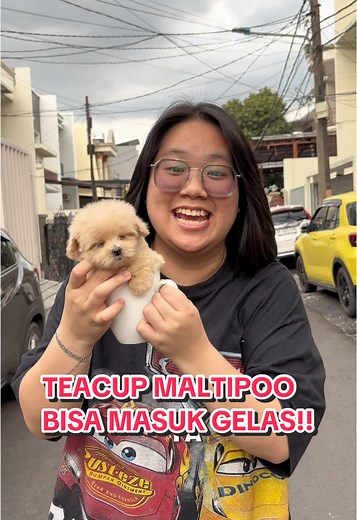 Teacup Maltipoo: The Adorable Tiny Dog