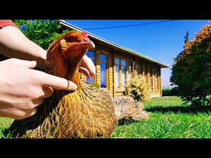 Giant Hen Playing with Me | Brahma Chicken - Video 4K