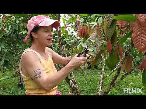 How to prune and care for cacao trees (without chemicals)
