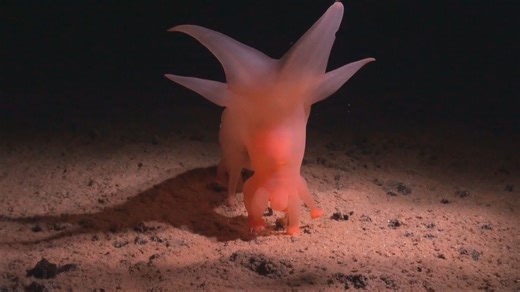 Deep sea mining has ‘significant’ impact on biodiversity