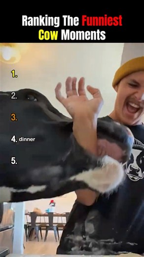 Ranking The Funniest Cow Moments #cow #animals