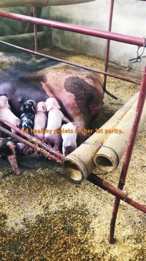 PIGS IN YOUR YARD?! The ULTIMATE Backyard Pig Keeping Guide (2026)