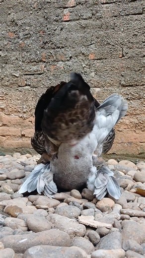 🦆🥰🐣🥰🦆 #muscovyduck #animals #duck #patos #pato #ganso #entok #muscovy #swan | Gnoek