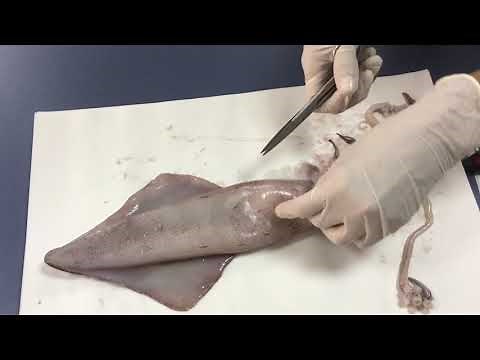 Disección de calamar