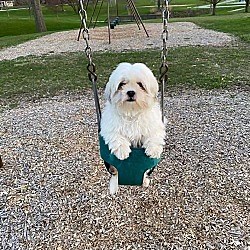 Chesterton, IN - Bichon Frise/Shih Tzu. Meet King a Pet for Adoption - AdoptaPet.com