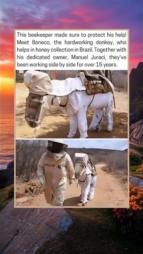 Boneco the Donkey: 15 Years Helping a Beekeeper.