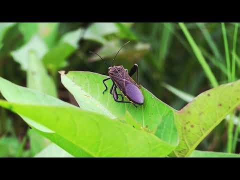 Herbivorous Insects-Grasshopper