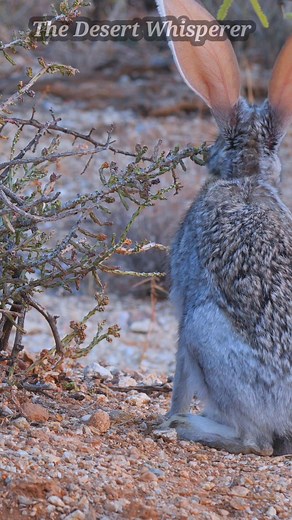 Antelope Jackrabbits eat cactus by nibbling off small portions,...