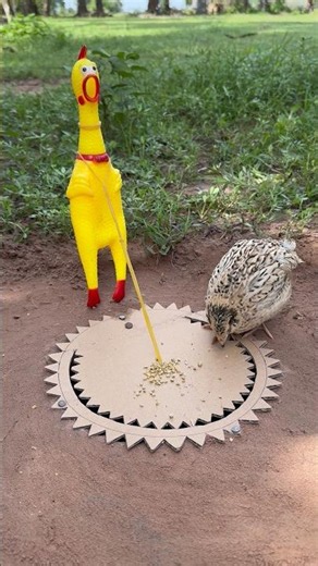 Unique Creative Quail Trap Using Cardboard Box #survival floutdoors Foushcraft