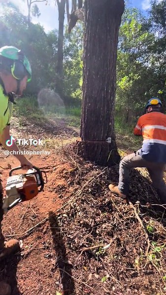 Superior Tree Service (@superiortrees)’s videos with original sound - Superior Tree Service