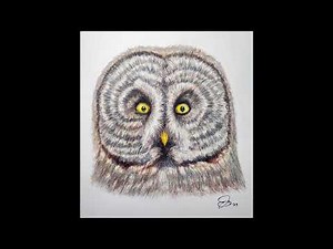 Great Grey Owl Colored Pencil Drawing: Step by Step Sequence