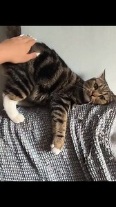 450K views · 17K reactions | Funny cats compilation #fbreelsfypシ゚viralシ #fypシ゚viralシ #reelsfb #fypシ #reelschallenge #catsoftiktok #catsofinstagram #catlovers #catsoffacebook #cats | Cats Comp | Facebook