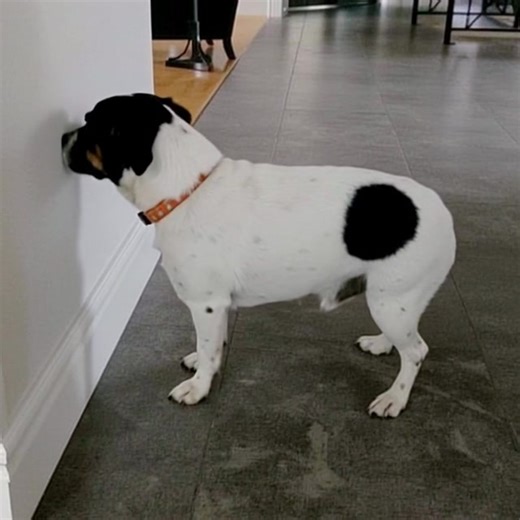 Lorsqu’un chien presse sa tête contre le mur, c’est un signe qu’il va… voir plus. | Film d' Horreur | Facebook