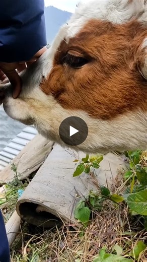 Actinomycosis in Cattle: Lumpy Jaw Disease | Dr. Praphulla Panta posted on the topic | LinkedIn